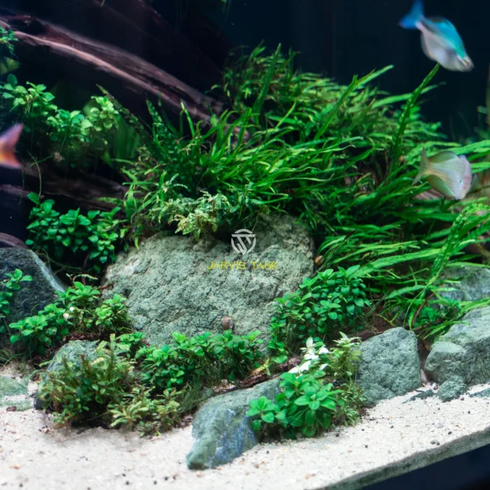 Hồ Cá Quận 8 - Cá Cầu Vồng