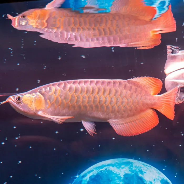 Hồ Cá Tân An - Long An