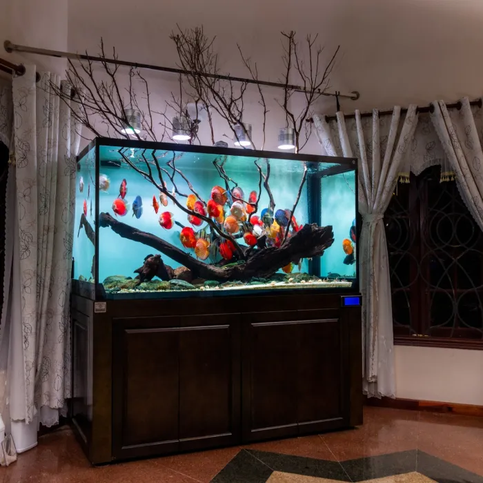 Hồ Cá Dĩa Vũng Tàu